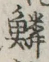 鱗の位置