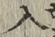 字入