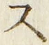 𡨸ス