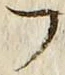 𡨸フ