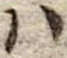 𛂞の位置