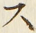 글자 ス