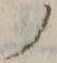 𡨸ノ