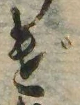 位置 確認된 げ