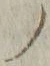 字ノ