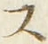 「ス」字