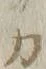 “カ”字