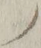 字ノ