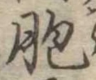 Đã định vị 胞