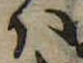 Đã định vị 𛂞