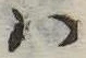 Đã định vị 𛂞