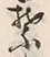 Character 葉
