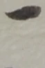 位置定マレル一