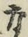 Character な