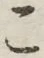 글자 こ