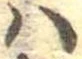 𛂞の位置