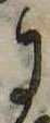 Đã định vị 𛂌