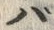 字ば