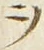 字ヲ