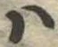 Đã định vị 𛂞