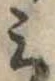 位置定マレル未定