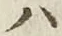 字ハ