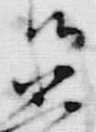 文字候