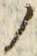 「ノ」字