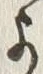 𡨸よ