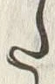 “た”字