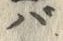 𡨸バ