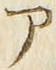「ア」字
