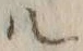 字ル