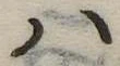 𛂞 위치 확인됨