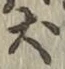 文字犬