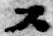 글자 ス