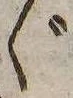 Đã định vị ゞ