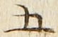 “五”字