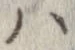 已定位𛂞