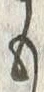 𡨸も