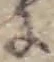 Đã định vị 𛂌
