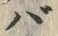 𡨸バ