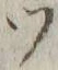 文字 ツ