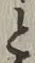 “と”字