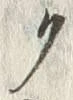 “ク”字
