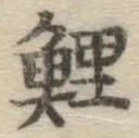 字鯉