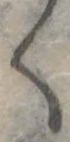 位置 確認된 く