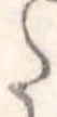 Đã định vị 𛁠