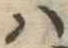 Đã định vị 𛂞
