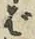 “ば”字